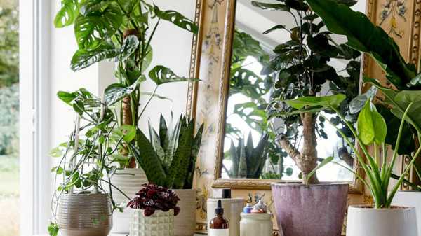 Best Low Light Houseplants for Easy Care