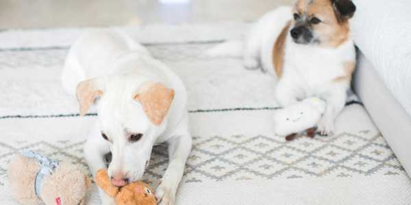 8 Best DIY Pet Toys And Activities To Keep Your Pet Entertained