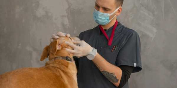 The Importance Of Regular Vet Visits: What Every Dog Owner Should Know