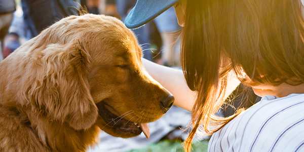 Can Cats and Dogs Get Dementia? Don't Ignore These Early Signs