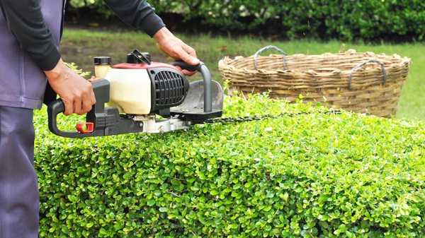 How to Choose and Use a Hedge Trimmer