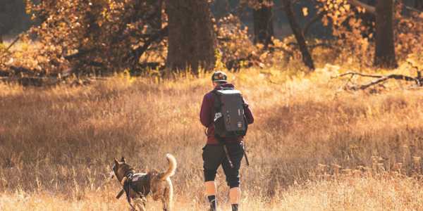 Travelling With Dogs: How To Plan a Stress-Free Trip With Your Furry Friend