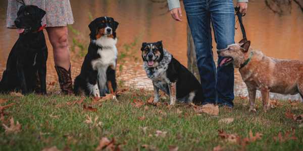 The Importance Of Socializing Your Dog: Tips And Benefits