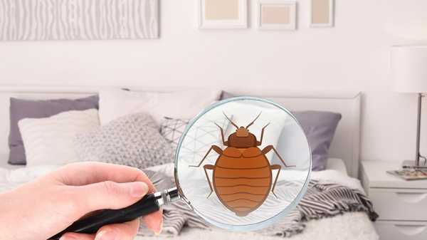 How to Get Rid of Bed Bugs at Home: A Comprehensive Guide