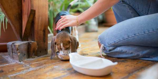 How To Create a Dog-Friendly Home: Safety Tips And Décor Ideas