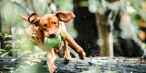 Pet Fitness: 8 Exercises To Keep Your Dog Healthy And Active