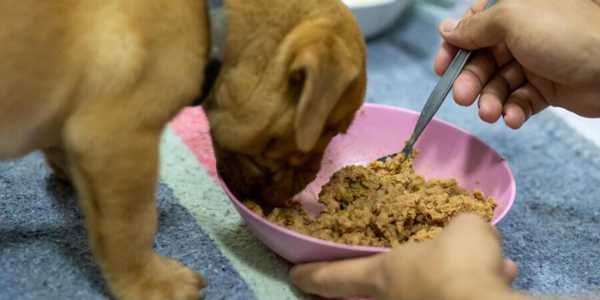 Homemade Dog Food Recipes: Healthy Meals For Your Furry Friend